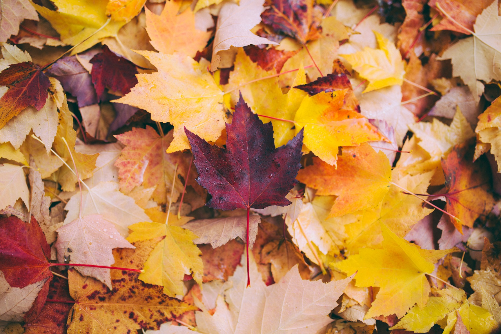 Herfst